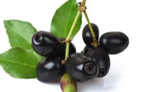 Syzygium cumini可防止由高脂肪饮食引起的氧化应激