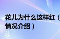 花儿为什么这样红（对于花儿为什么这样红的情况介绍）