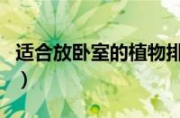 适合放卧室的植物排行榜（适合放卧室的植物）