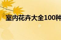 室内花卉大全100种价格（室内花卉大全）