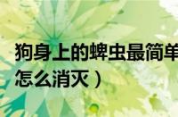 狗身上的蜱虫最简单的解决方法（狗身上蜱虫怎么消灭）