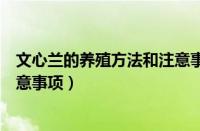 文心兰的养殖方法和注意事项盆栽（文心兰的养殖方法和注意事项）