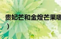 贵妃芒和金煌芒果哪个贵（金煌芒果怎么算熟）