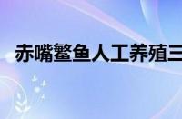 赤嘴鳘鱼人工养殖三年能长多重（赤嘴鳘）