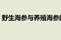 野生海参与养殖海参的五大区别（野生海参）