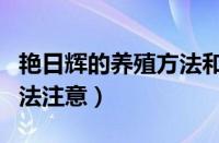 艳日辉的养殖方法和注意事项（艳日辉养殖方法注意）