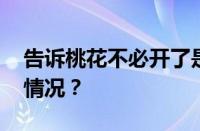 告诉桃花不必开了是什么意思梗 目前是什么情况？