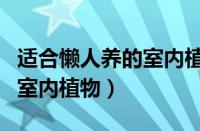 适合懒人养的室内植物有哪些（适合懒人养的室内植物）