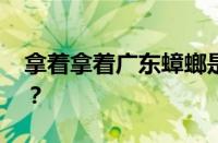 拿着拿着广东蟑螂是什么梗 目前是什么情况？