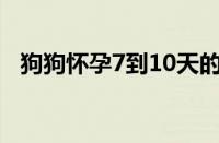 狗狗怀孕7到10天的前兆（母狗怀孕症状）