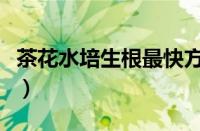 茶花水培生根最快方法（茶花水扦插方法图解）