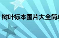 树叶标本图片大全简单（树叶标本图片大全）