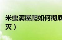 米虫满屋爬如何彻底清除（米虫满屋爬怎么消灭）