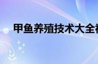 甲鱼养殖技术大全视频播放（甲鱼养殖）