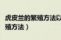 虎皮兰的繁殖方法以及养殖技巧（虎皮兰的繁殖方法）