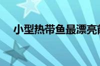 小型热带鱼最漂亮前十名（小型热带鱼）