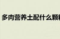 多肉营养土配什么颗粒（多肉营养土怎么配）