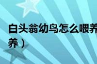 白头翁幼鸟怎么喂养视频（白头翁幼鸟怎么喂养）