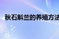 秋石斛兰的养殖方法和注意事项（秋石斛）