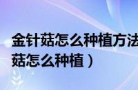 金针菇怎么种植方法不放小苏打可以吗（金针菇怎么种植）