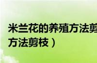 米兰花的养殖方法剪枝怎么剪（米兰花的养殖方法剪枝）