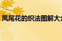 凤尾花的织法图解大全（凤尾花的织法图解）