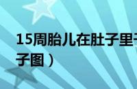 15周胎儿在肚子里干嘛（15周孕妇标准的肚子图）