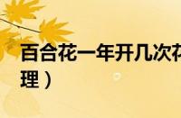 百合花一年开几次花?（百合花开花后怎么处理）