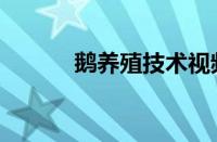 鹅养殖技术视频（鹅养殖技术）