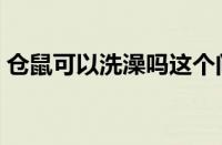 仓鼠可以洗澡吗这个问题（仓鼠可以洗澡吗）