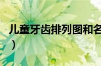 儿童牙齿排列图和名称（宝宝牙齿生长顺序图）