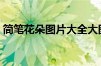 简笔花朵图片大全大图可爱（简笔花朵图片）