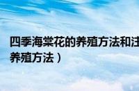 四季海棠花的养殖方法和注意事项 养殖日记（四季海棠花的养殖方法）