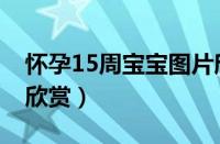 怀孕15周宝宝图片欣赏（怀孕15周胎儿图片欣赏）