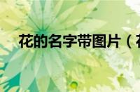 花的名字带图片（花的名字大全及图片）