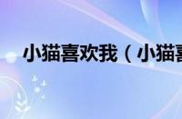 小猫喜欢我（小猫喜欢主人的15种表示）