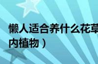 懒人适合养什么花草在室内（适合懒人养的室内植物）