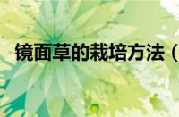 镜面草的栽培方法（镜面草怎么养长得快）