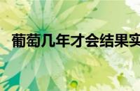 葡萄几年才会结果实（葡萄几年才会结果）