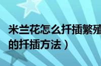 米兰花怎么扦插繁殖呀视频我来看看（米兰花的扦插方法）