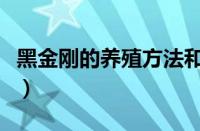 黑金刚的养殖方法和浇水（黑金刚的养殖方法）