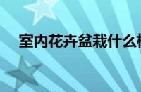 室内花卉盆栽什么植物最好（室内花卉）