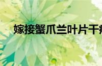 嫁接蟹爪兰叶片干瘪发软（嫁接蟹爪兰）