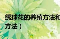 绣球花的养殖方法和注意事项（绣球花的养殖方法）