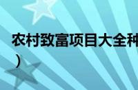 农村致富项目大全种植业（农村致富项目大全）