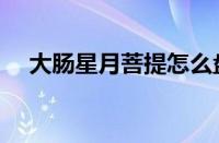 大肠星月菩提怎么盘（星月菩提怎么盘）