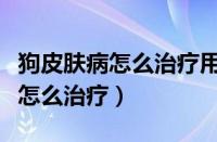 狗皮肤病怎么治疗用什么药消炎药（狗皮肤病怎么治疗）