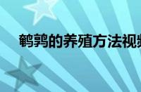 鹌鹑的养殖方法视频（鹌鹑的养殖方法）