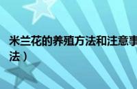 米兰花的养殖方法和注意事项 盆栽巴西木（米兰花的养殖方法）