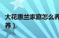 大花惠兰家庭怎么养视频（大花惠兰家庭怎么养）